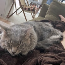 夜になると特定の人だけに添い寝する猫　行動の理由を獣医師が解説