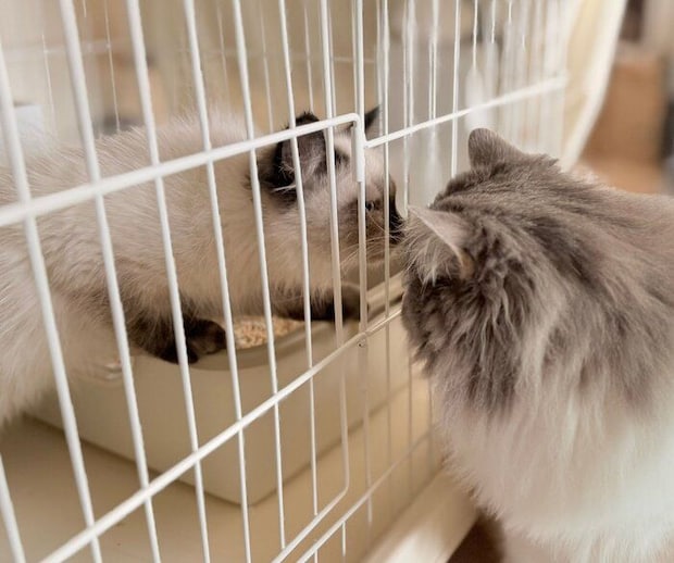 ケージ越しに対面するたおくん、るねくん