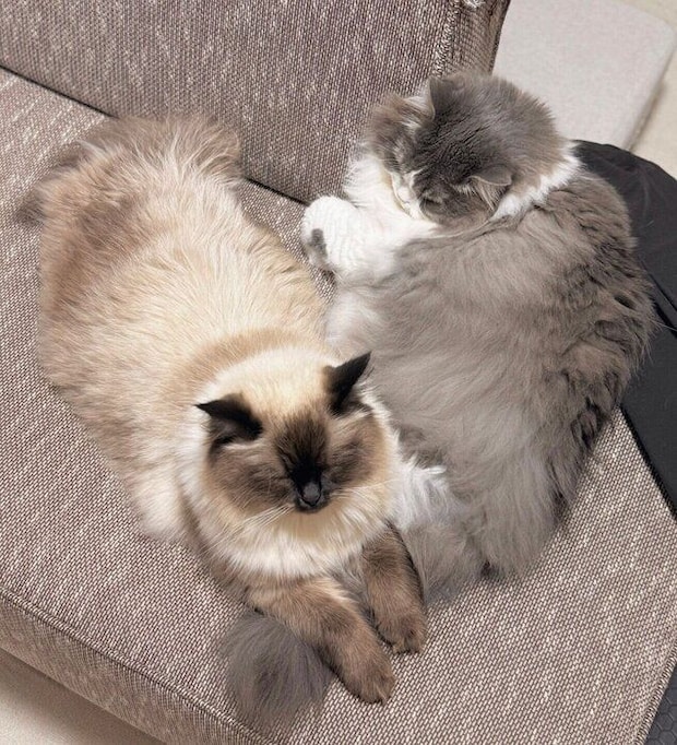 たおくんのしっぽに前足を乗せるるねくん