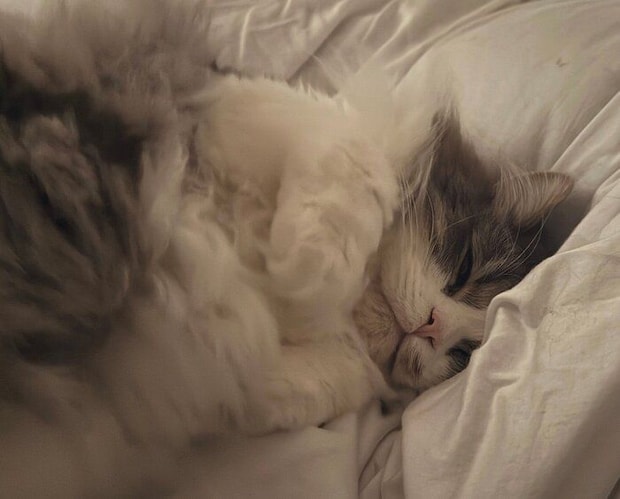 飼い主さんのベッドに来て甘えるたおくん