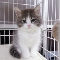 静かで控えめだったサイベリアンの子猫→2年後、飼い主さんのベッドでゴロゴロ甘える“ツンデレお兄ちゃん猫”に！