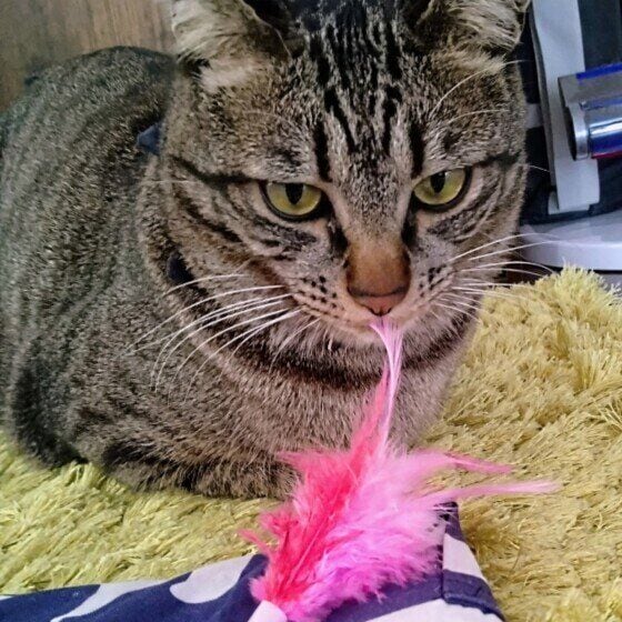 ハル  MIX　キジトラ