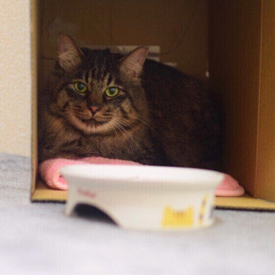 ロキ  MIX　キジトラ