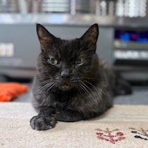 愛猫の行動が変化したときの老化と病気の見分け方のポイントを獣医師が解説