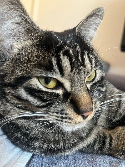 飼い主に甘える猫