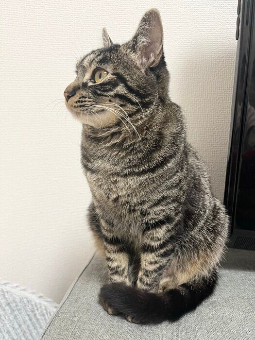 しっぽをクルンとさせている猫