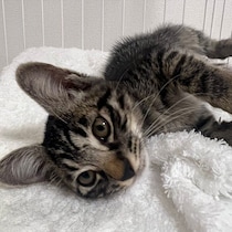 夏の暑い日に生後約1カ月半の子猫を保護→生後9カ月の現在は、たまに甘えてくるのが魅力の「家族の中心的な存在」に！