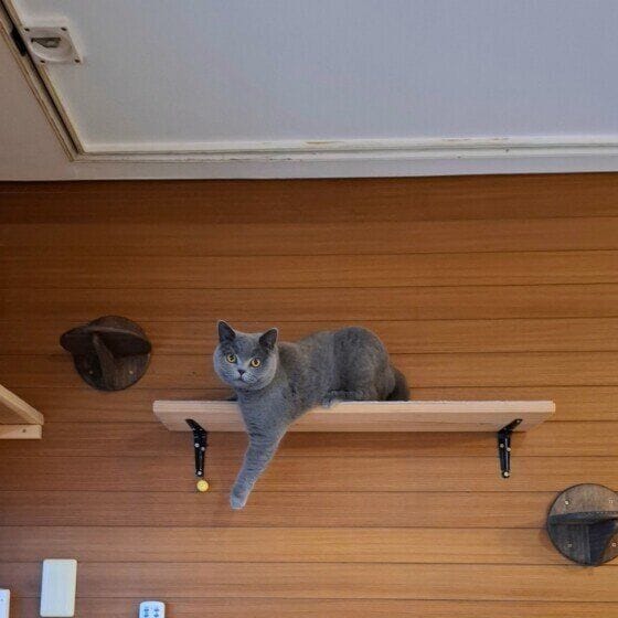 アリス  ブリティッシュショートヘア