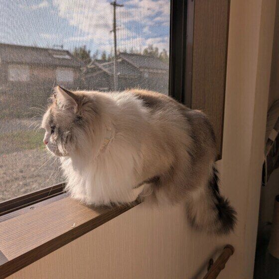 ミー  ラグドール　一番はここ！お外見るの大好きなミーさん