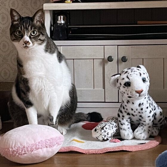 チル  MIX　キジトラ　真似っこ遊び