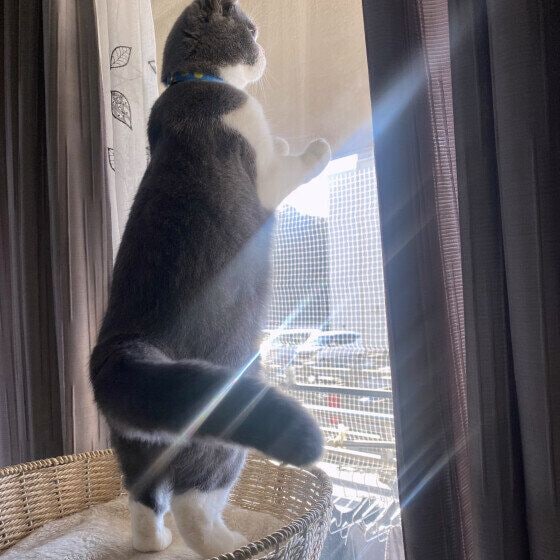 路空  ブリティッシュショートヘア　まぶしくてもお外見たいにゃ