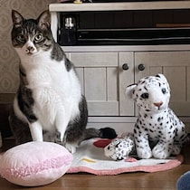 猫の室内飼いはかわいそう？考え方や工夫のポイントを専門家に聞いた