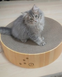 爪とぎの上にちょこんと座る生後4カ月の子猫→約8カ月で大きく成長し、仰向けに寝転ぶ姿にほっこり！