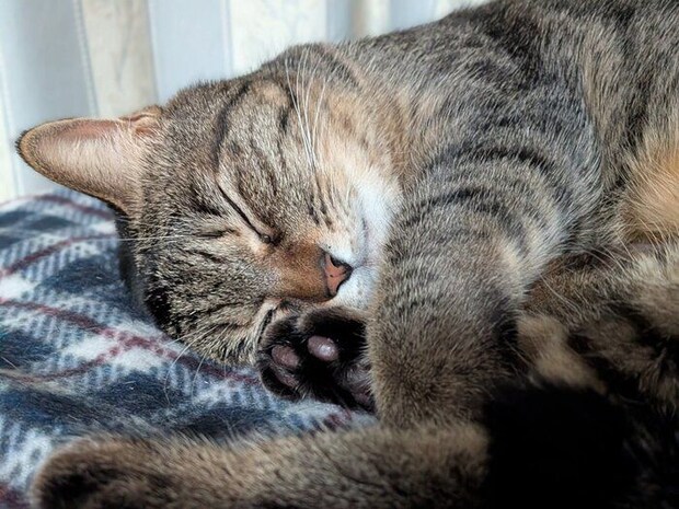 安心したように眠るCielちゃん