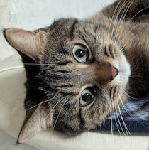あおむけに寝転がる姿が話題！　知人宅で生まれた保護子猫→6年後の加工なしの写真がかわいすぎた