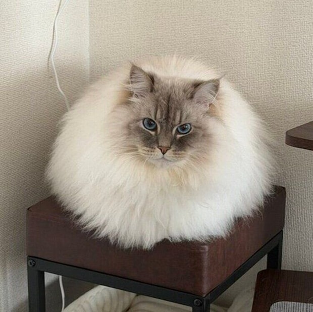 現在のいれぶんくん
