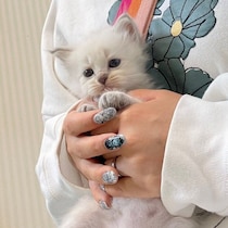 真っ白なパヤ毛の子猫の変化に驚き　「こんなにモフモフになるなんて！」3年後の爆毛姿にクスッ