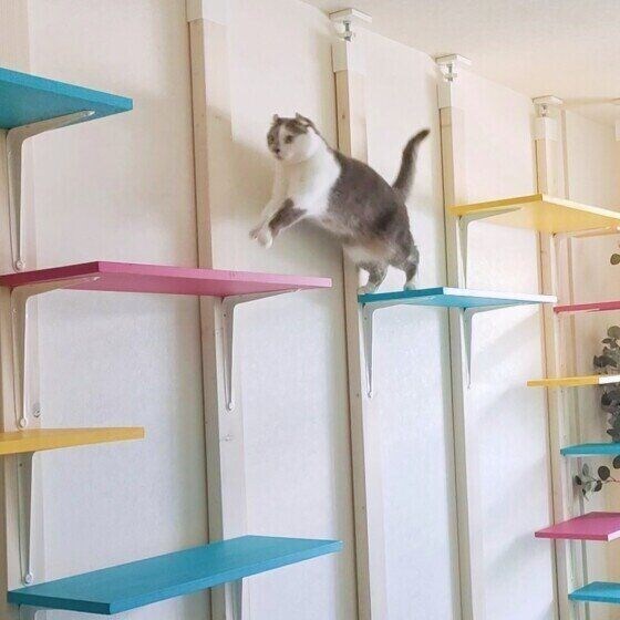 キト  マンチカール　キャットウォークをDIYでつけました