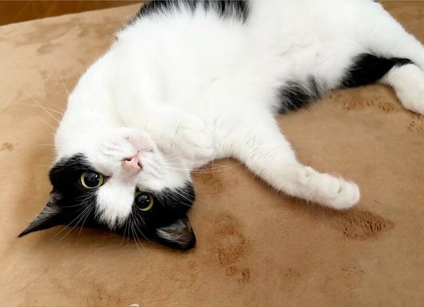 寝転がって飼い主を見る猫