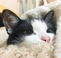 譲渡会で出会った保護子猫と家族に→約5年後、毛布に包まれながら先住猫を目で追う姿が愛らしい