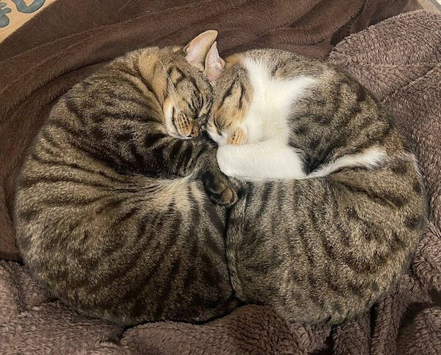 くっついて眠る2匹