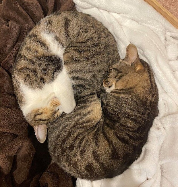 くっついて眠る2匹