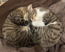 顔と顔をくっつけて“密着寝”する2匹の元保護猫　季節限定で見られる仲良し姿にほっこり！