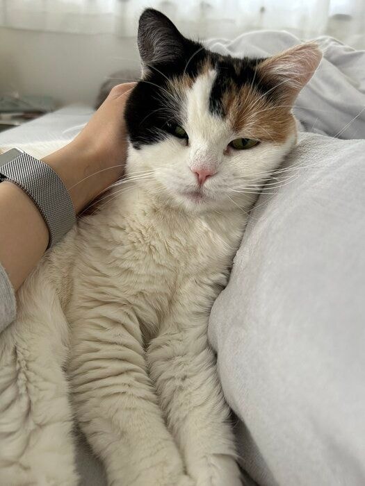 飼い主に撫でられている猫