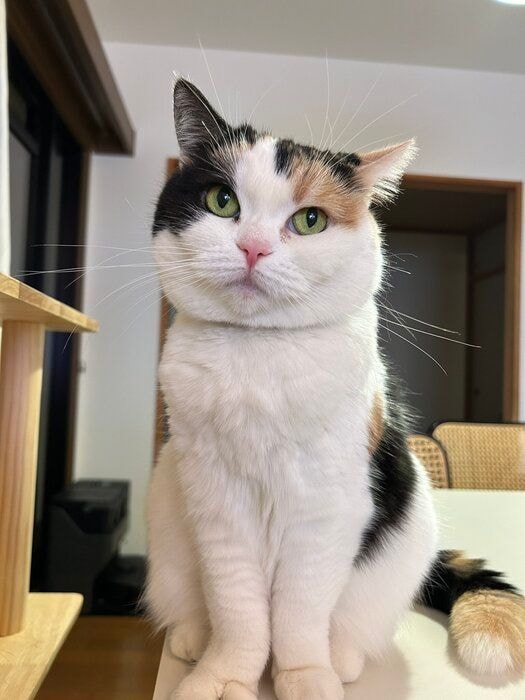 おすましした顔で座る猫
