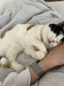 ガリガリで警戒していた元保護猫が、約1年後には“ふくふく”で甘えん坊なコに！　飼い主にくっついて眠る姿が可愛すぎる