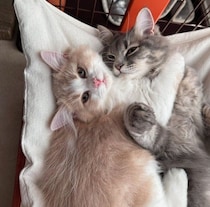 “子猫のときから兄猫が大好き”な弟猫→3年後も変わらない2匹の仲良しぶりが尊い！