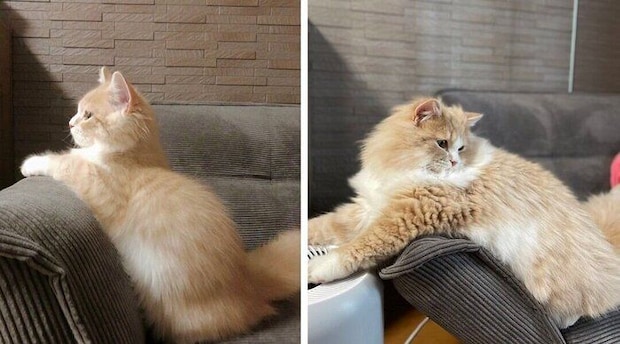 ぽてくんの成長ビフォーアフター写真。