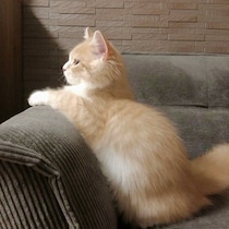 生後6カ月→10カ月で大きく成長！　ラガマフィンの子猫の変化に「数カ月でここまで」と驚き
