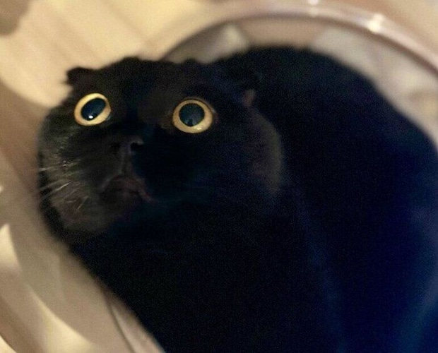 目力が強い猫