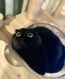 同居猫を目で追う猫　大きくてまんまるな目の「超弩級の目ヂカラ」が約1.1万の“いいね”で話題！