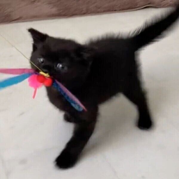 おもちゃで遊ぶたきびくん