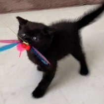 ふわふわ、ぱやぱやだった生後3カ月の子猫→5才になった現在の「立派すぎる姿」にほっこり