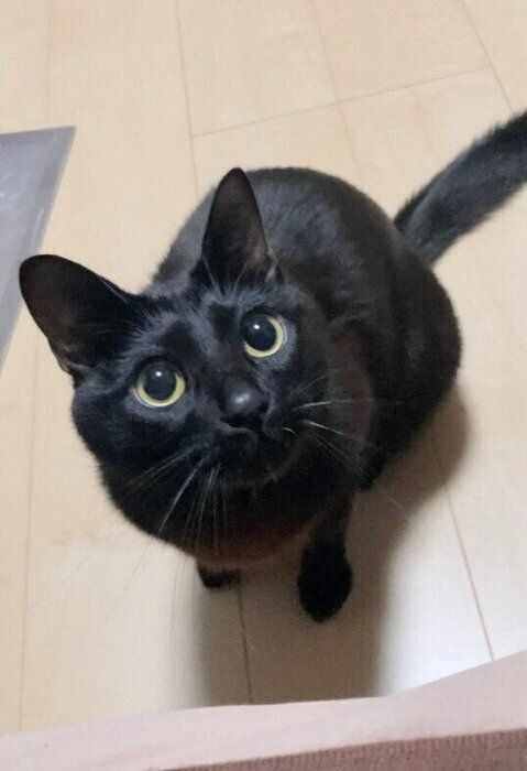 飼い主と遊びたい様子の猫