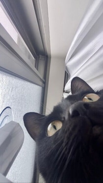 スマホのカメラを覗き込んでいた愛猫を撮影→まるで自撮りをしているかのような写真に約1.1万の“いいね”が集まる