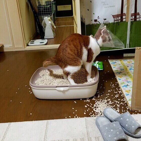 きなこ  MIX　茶×白　トイレ洗って猫砂代えた10秒後の光景です…
