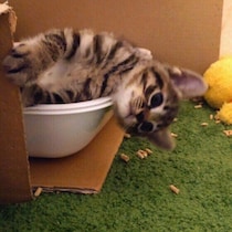 猫がトイレ後に猫砂をかける理由や対策のポイントを獣医師が解説