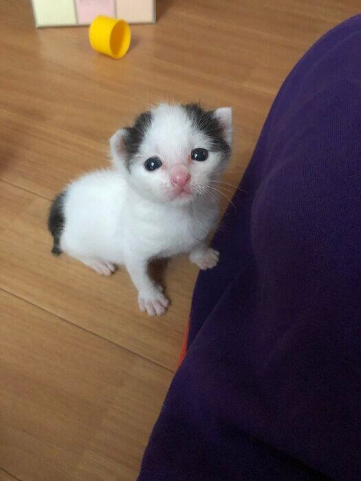 飼い主を見上げる生後18日の子猫