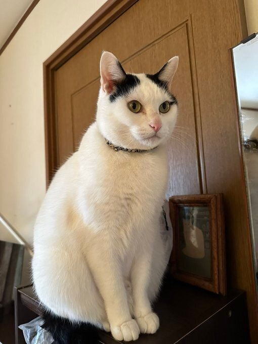 座っている猫
