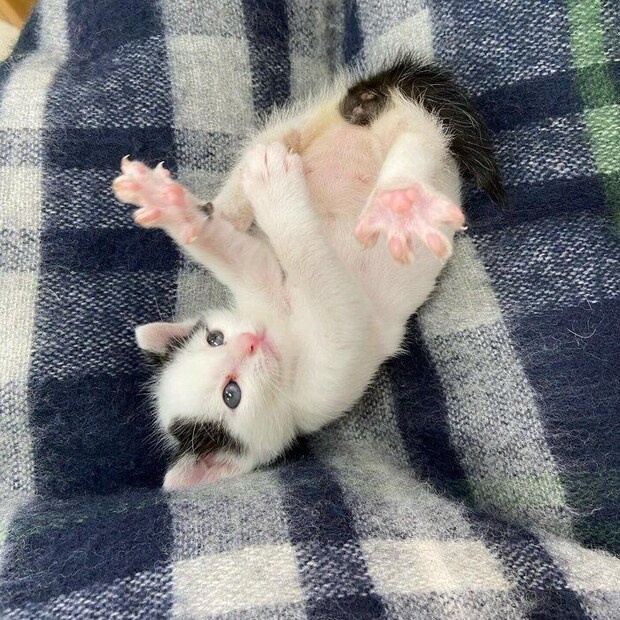 仰向けに寝転ぶ生後1カ月の子猫
