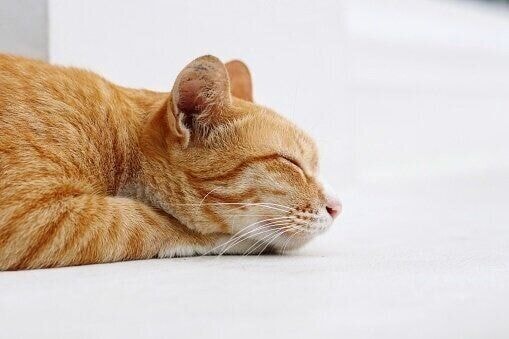 眠る猫