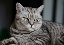 猫の誤飲で特に危険なものは？　見逃したくない異変のサインと対策｜獣医師解説