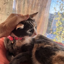 嫌われてる？　猫が飼い主さんからの抱っこを嫌がる理由を獣医師が解説
