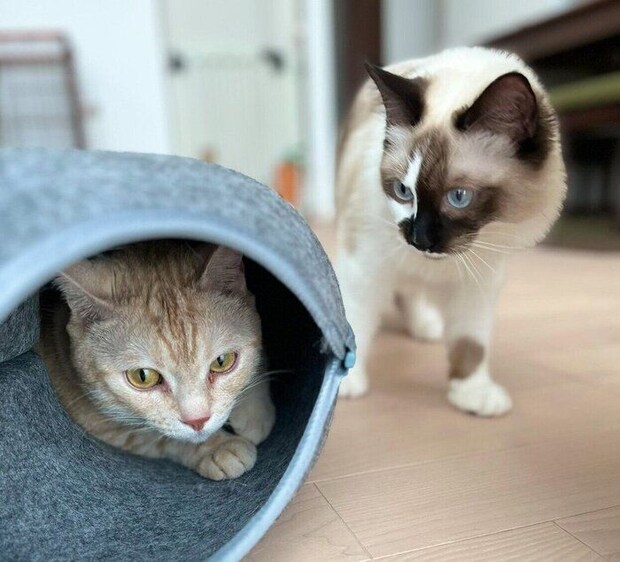 ほたるちゃんにじーっと見つめられるこてつくん