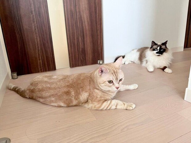まったりする2匹