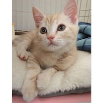 ひたすら可愛い“天使”のようだったマンチカンの子猫　4才になった今、面影はそのままに大きく成長！